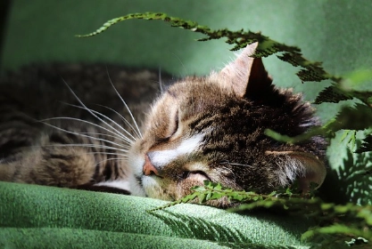 貓咪牙齦變黑原因