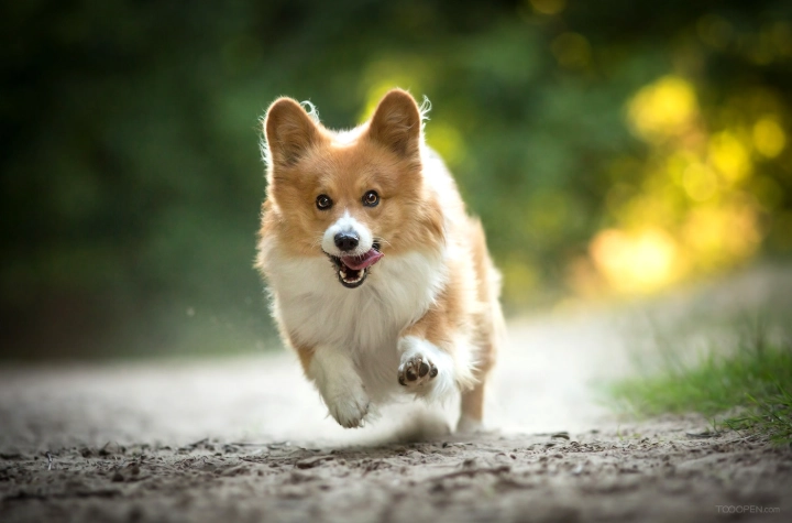 寵物拔牙術後護理 寵物拔牙術後護理