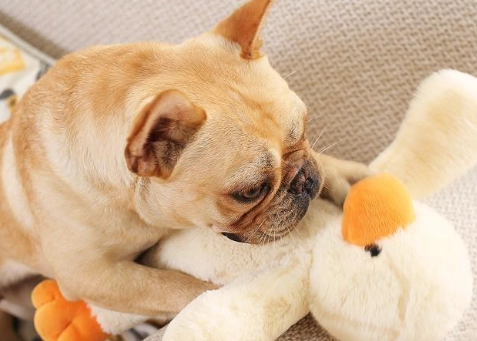 公狗發情氣味消除