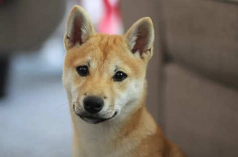 狗狗牙齒保健 狗狗牙齒保健