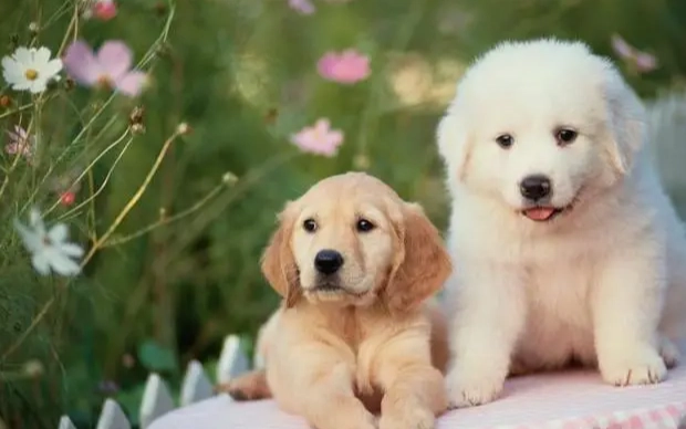 狗狗口臭解決方法