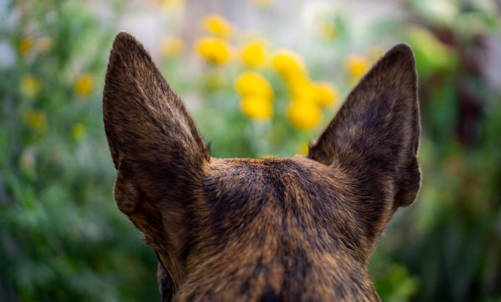 寵物刷牙工具 寵物刷牙工具