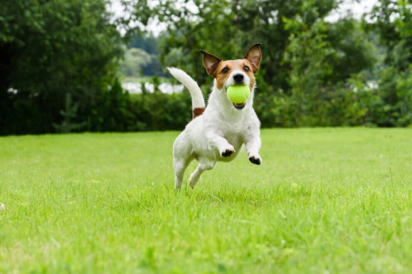 狗狗椎間盤手術復原