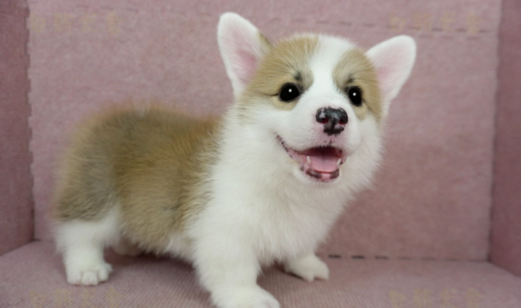 母狗發情時間 母狗發情時間