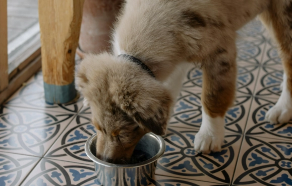 寵物營養指南 寵物營養指南