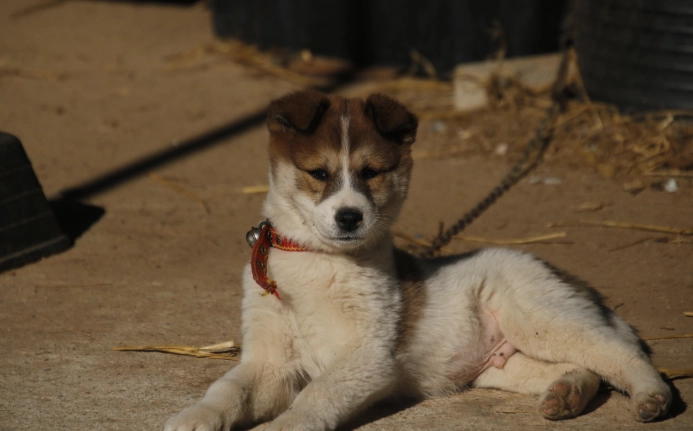 狗狗牙刷選擇 狗狗牙刷選擇