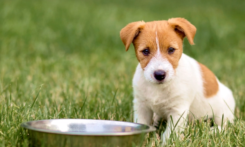 狗狗發情徵兆 狗狗發情徵兆