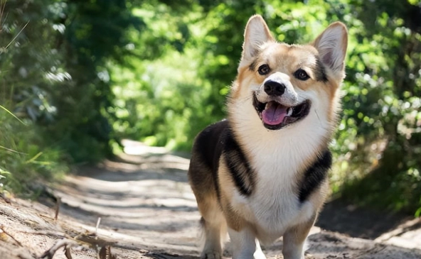 寵物口腔護理 寵物口腔護理