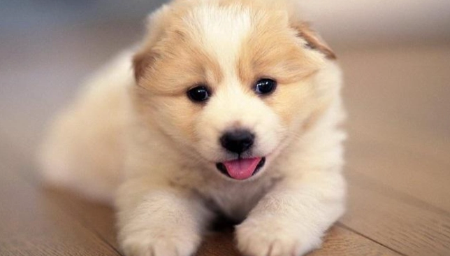 狗牙科手術注意事項 狗牙科手術注意事項