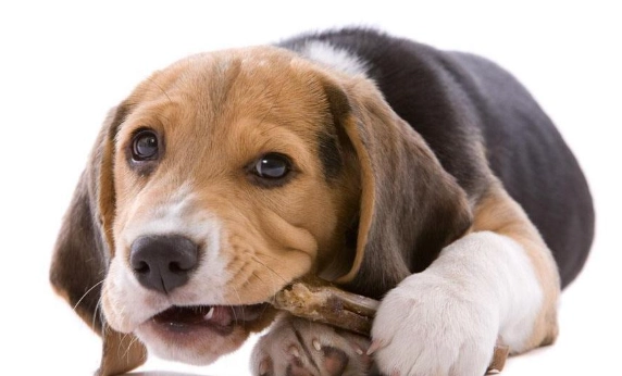 犬腎指數過高治療 犬腎指數過高治療