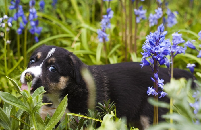 寵物牙齒健康 寵物牙齒健康