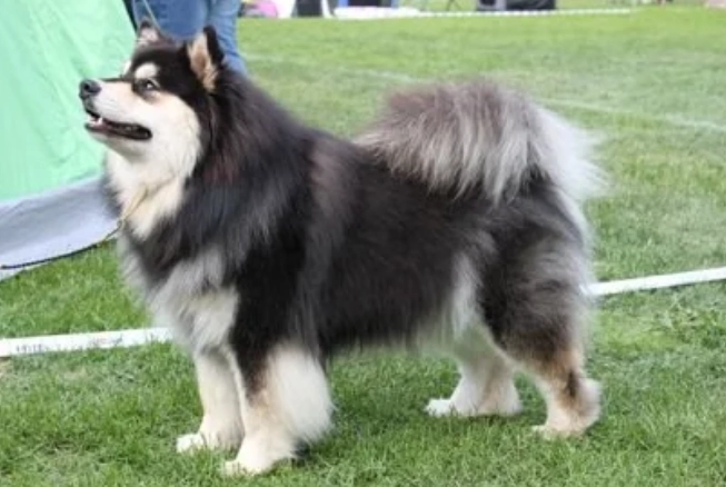 狗狗交配後症狀 狗狗交配後症狀