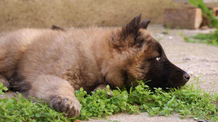 狗狗牙科手術 狗狗牙科手術