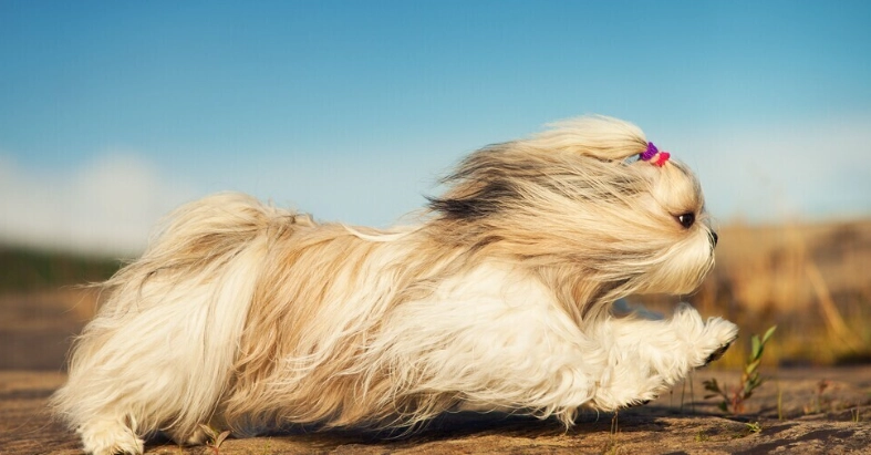 狗吃雞頭安全嗎 狗吃雞頭安全嗎