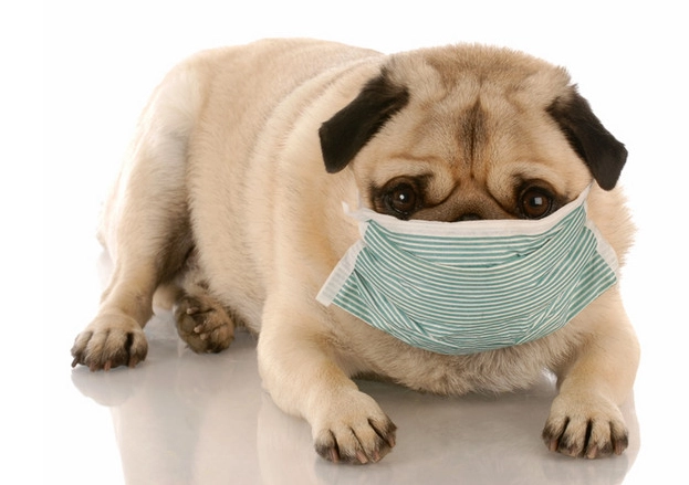 臘腸犬癱瘓 臘腸犬癱瘓