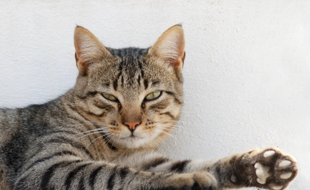 貓咪口腔黑點治療