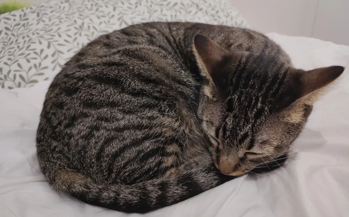 老年貓牙齒問題 老年貓牙齒問題