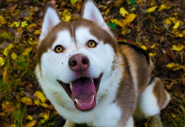 狗口臭解決方法