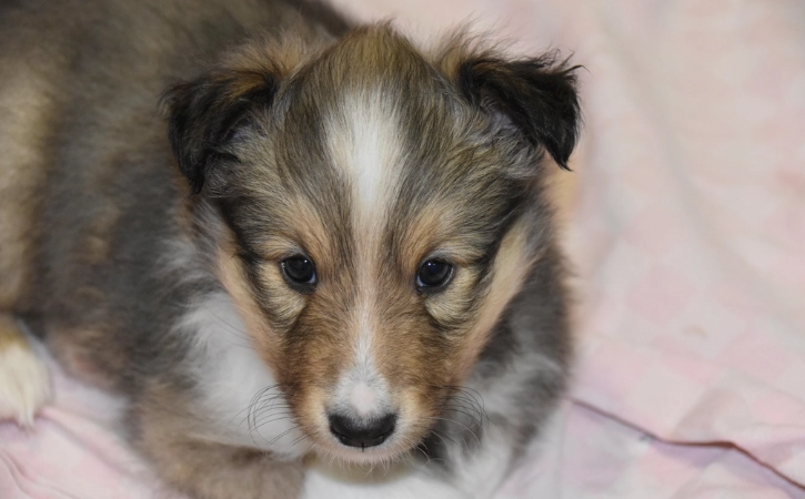 狗狗口腔護理方法