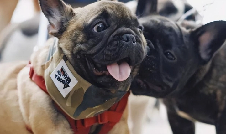 公狗結紮最佳時機