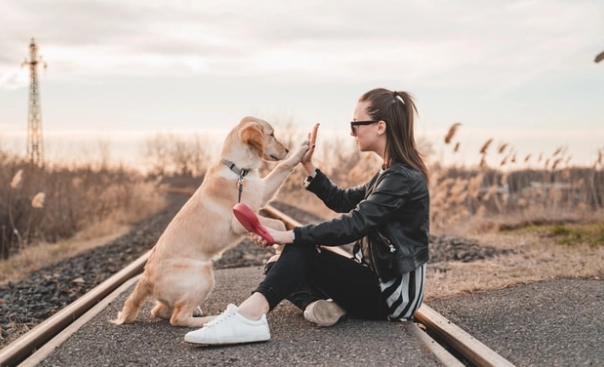 老年犬飲食護理 老年犬飲食護理