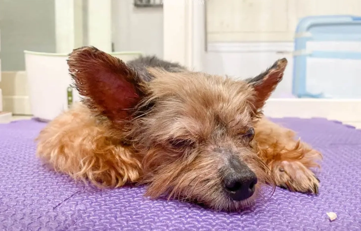 狗狗腎衰竭治療 狗狗腎衰竭治療