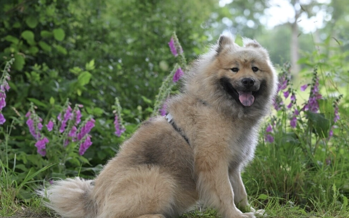 狗狗刷牙 狗狗刷牙