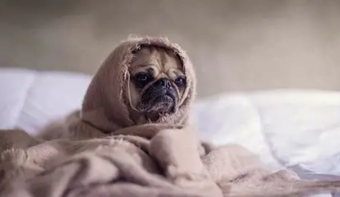 狗神经失调治疗