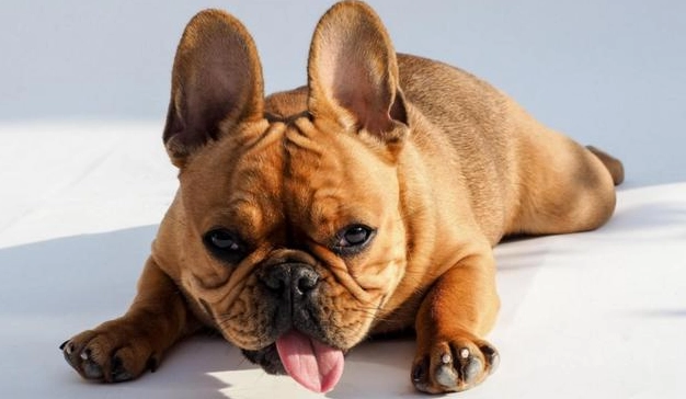 法鬥牙齒問題 法鬥牙齒問題