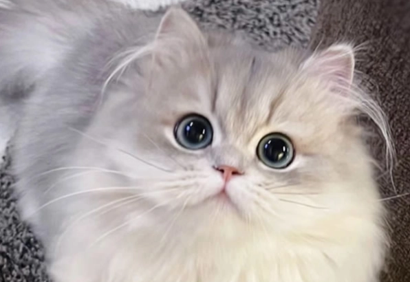 貓咪牙周病治療