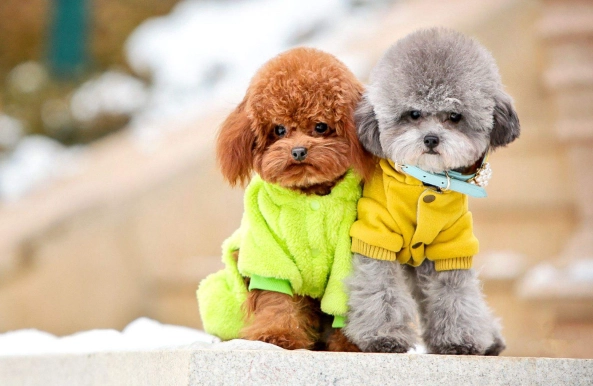 犬腎指數過高治療 犬腎指數過高治療