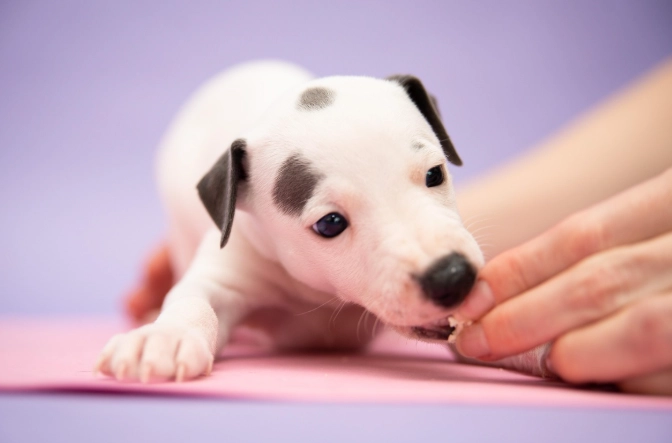 老狗認知功能障礙