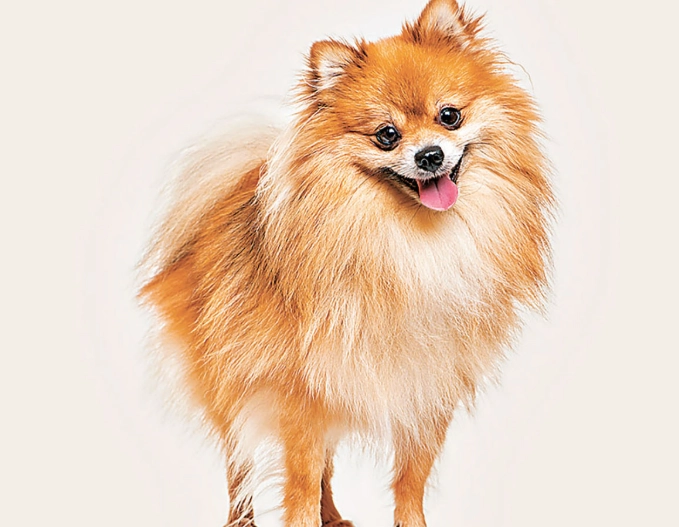 狗狗繁殖注意事項 狗狗繁殖注意事項