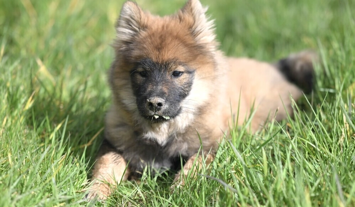 狗狗換牙注意事項