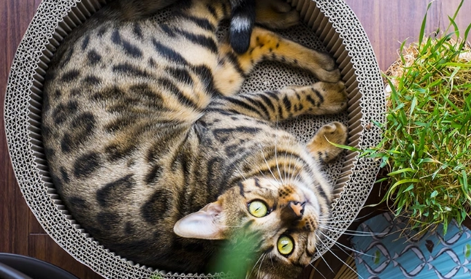 貓牙齒黑點原因