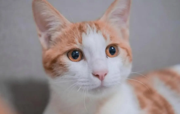 如何判断猫咪年龄