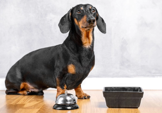 老狗拔牙必要性