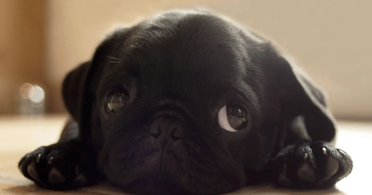 寵物牙科後遺症