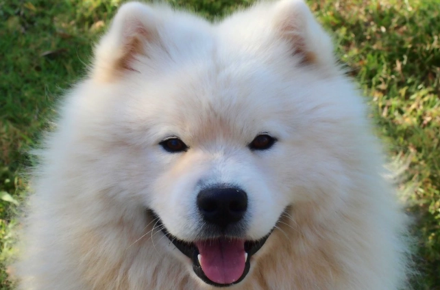 狗狗嘔吐黃色處理 狗狗嘔吐黃色處理