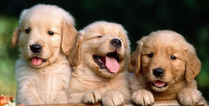 狗狗口臭解決方法