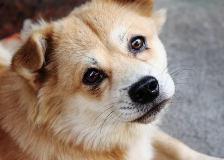 狗狗牙齦炎症狀