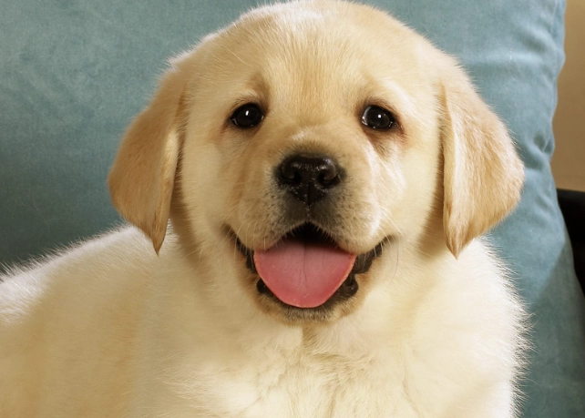 狗拔牙後飲食 狗拔牙後飲食