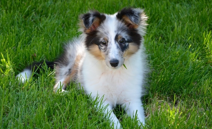 狗狗換牙症狀 狗狗換牙症狀