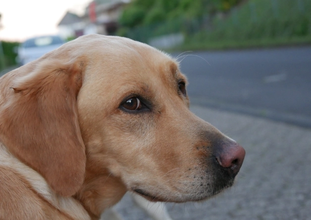 狗狗轉圈圈原因