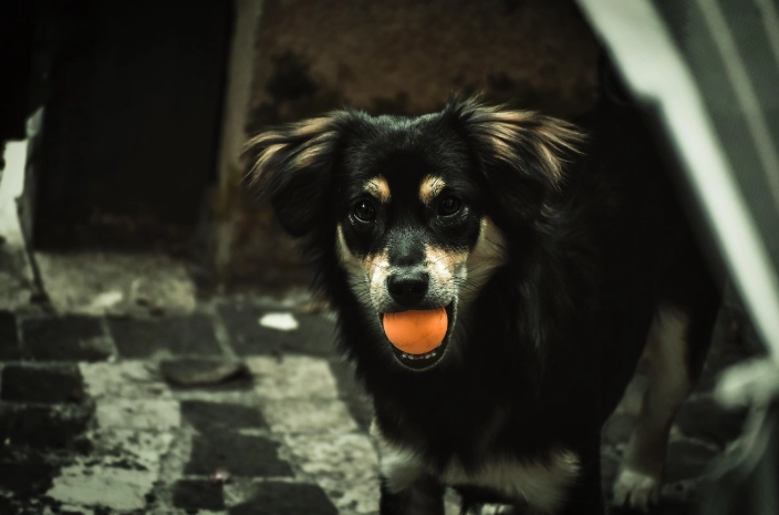 寵物刷牙工具 寵物刷牙工具