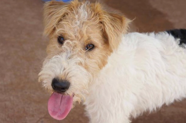 狗狗突然發抖喘氣