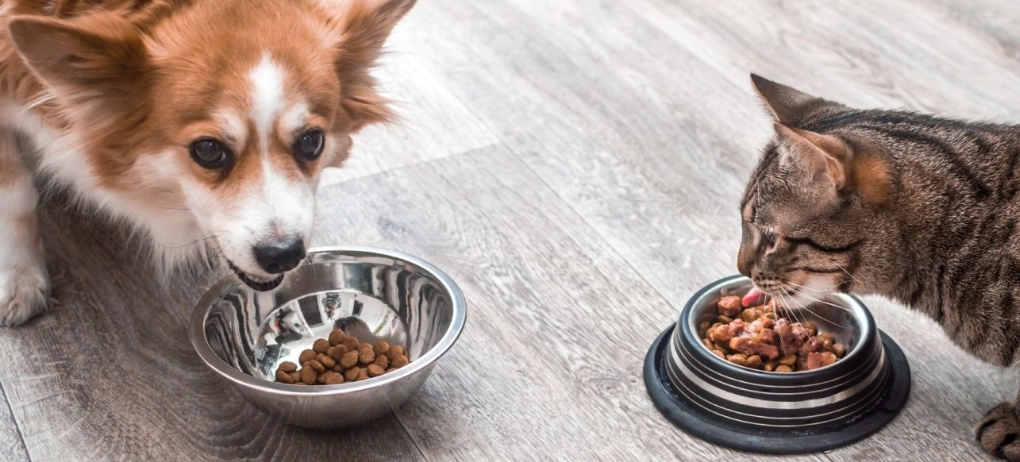 貓狗營養學完整指南：破解寵物飲食迷思，打造健康毛孩生活