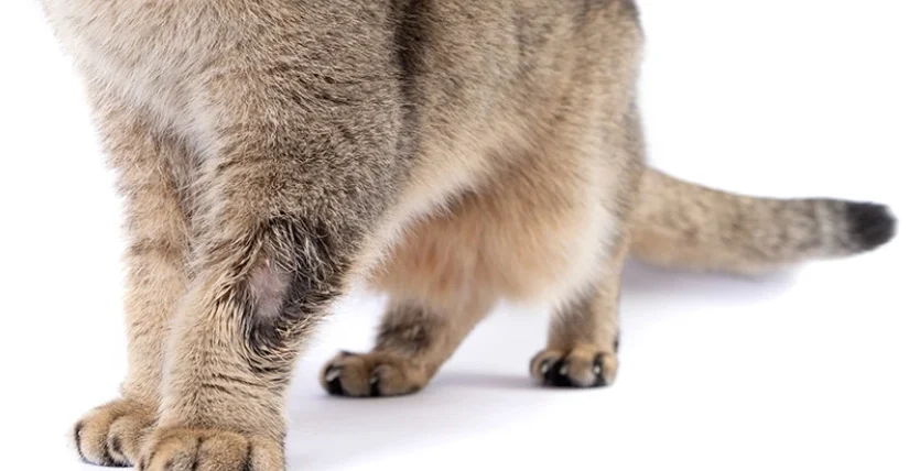 貓咪皮膚病怎麼辦