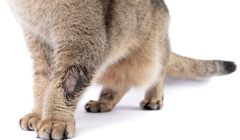 貓咪皮膚病怎麼辦？專業獸醫教你完整處理指南與居家護理