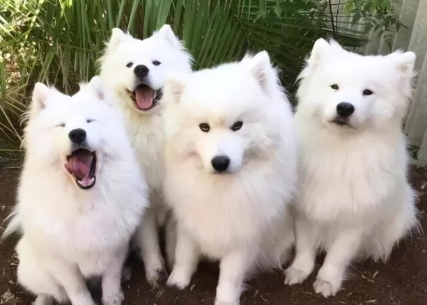 寵物中毒急救 寵物中毒急救